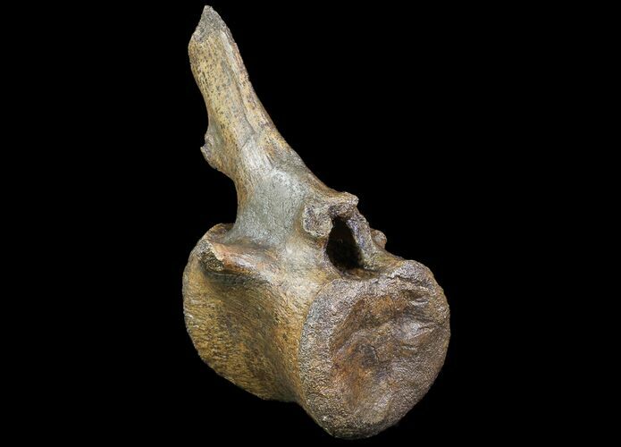 Thescelosaurus Caudal Vertebrae With Process #77388